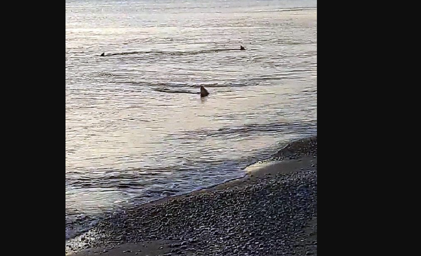 Kıyıya 3 metre mesafede köpek balıkları görüntülendi