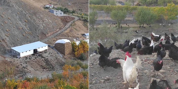 Hakkari'de tavuk çiftliği işletmecisi, destek bekliyor