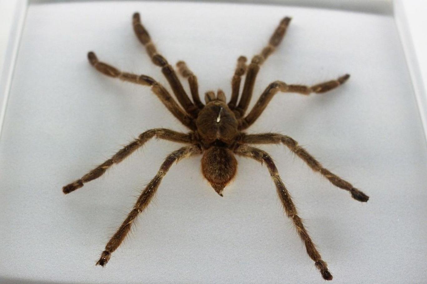 Birleşik Krallık'ta tartışılan iddia