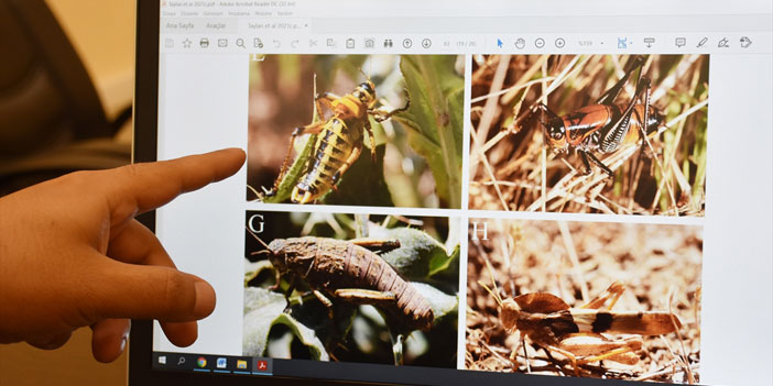 Hakkari'de 24 yeni çekirge türü kayıt altına alındı