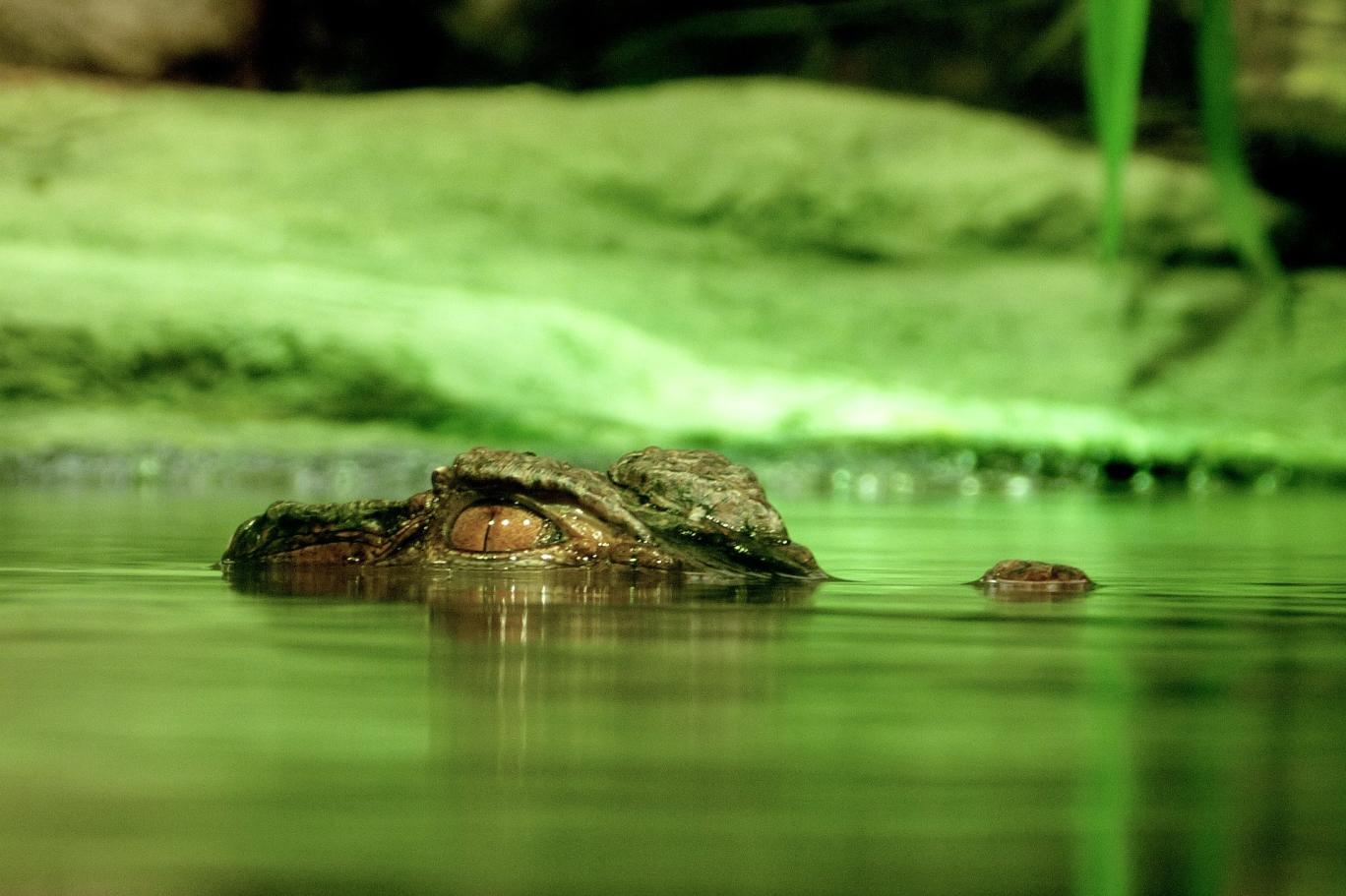 Timsahın inanılmaz fotoğrafı