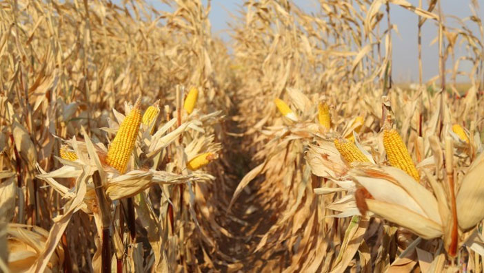 'Garis çiftçisinin kaderi birkaç fabrikanın elinde'