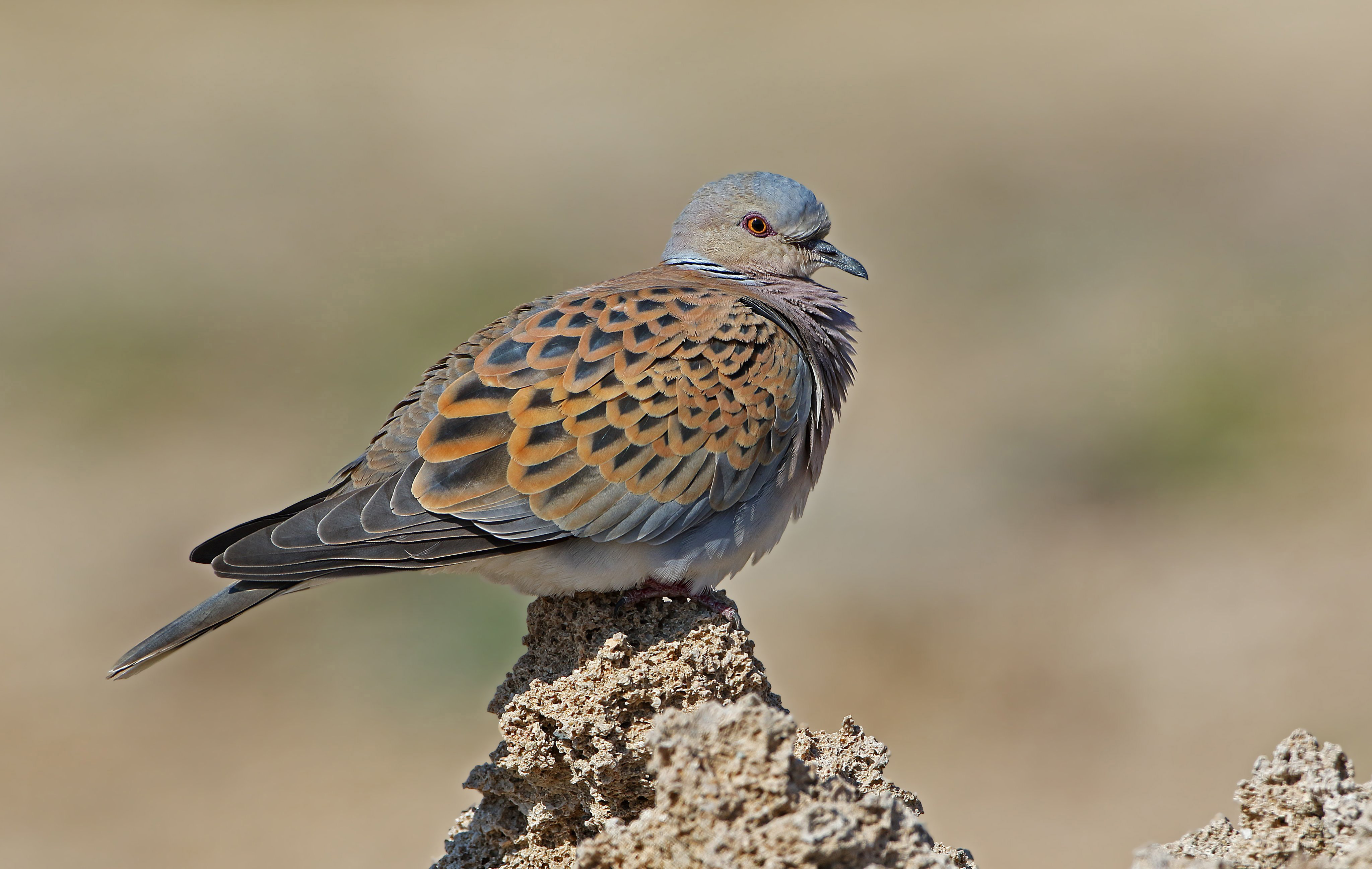 31 kuş ve 5 memeliye av izni veren kararın iptali için Danıştay'a başvuru