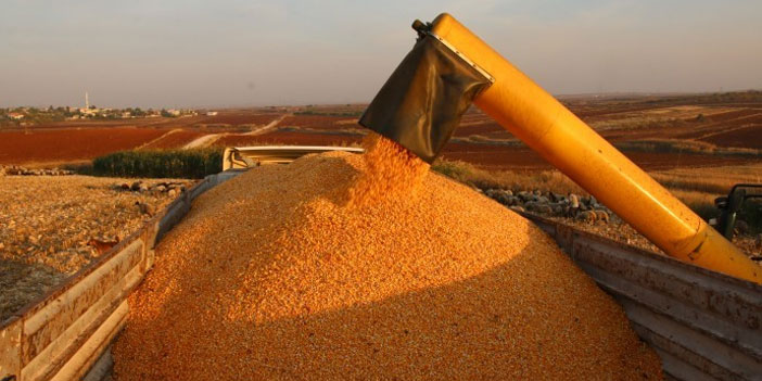 Mısır üreticisi kara kara düşünüyor