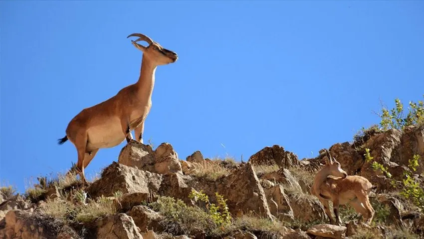 Yaban keçisi avına 125 bin lira ceza