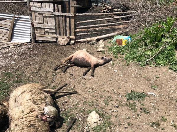 Hakkari'de Kurt sürüsü 6 hayvanı telef etti