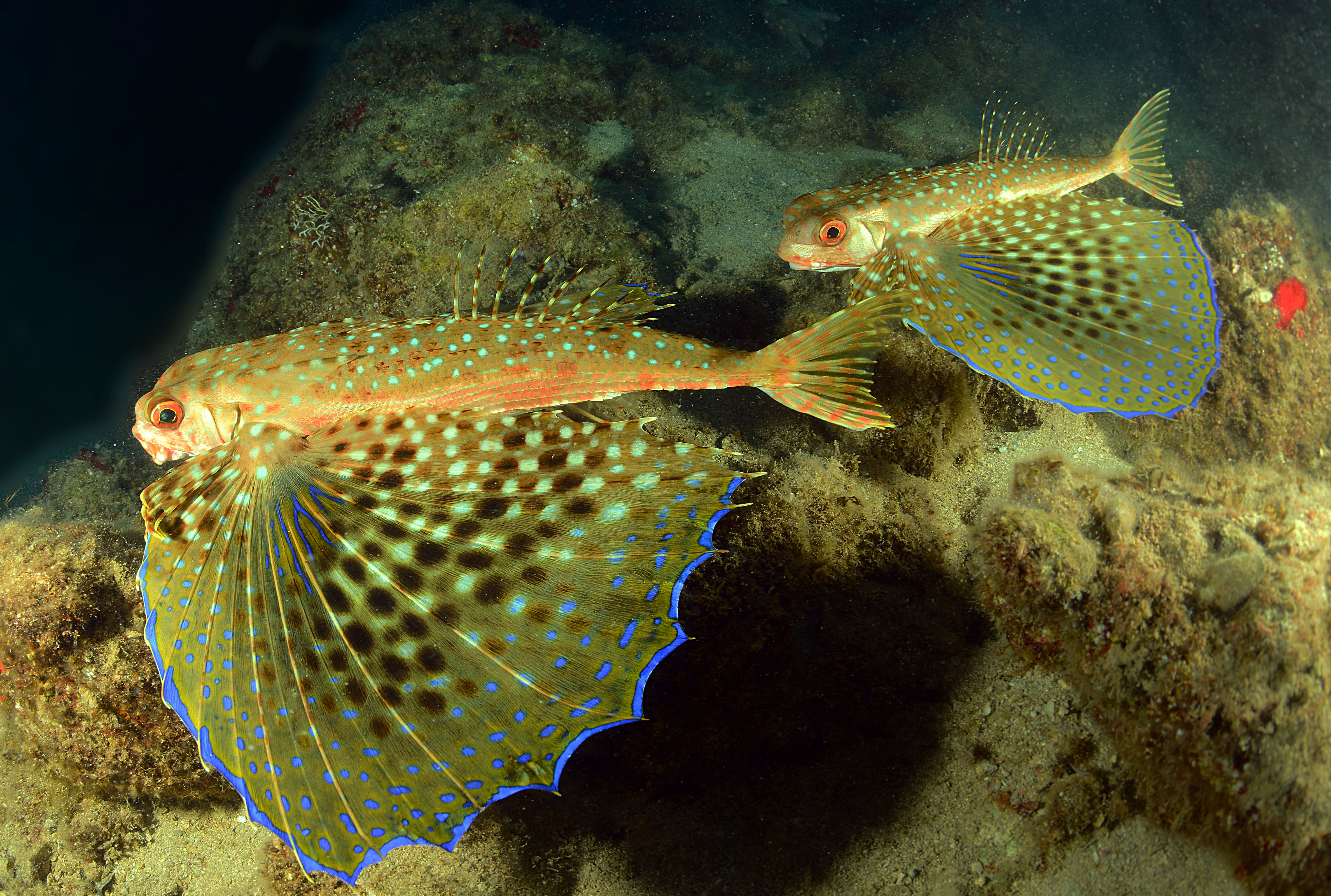 Akdeniz'de 62 tür risk altında