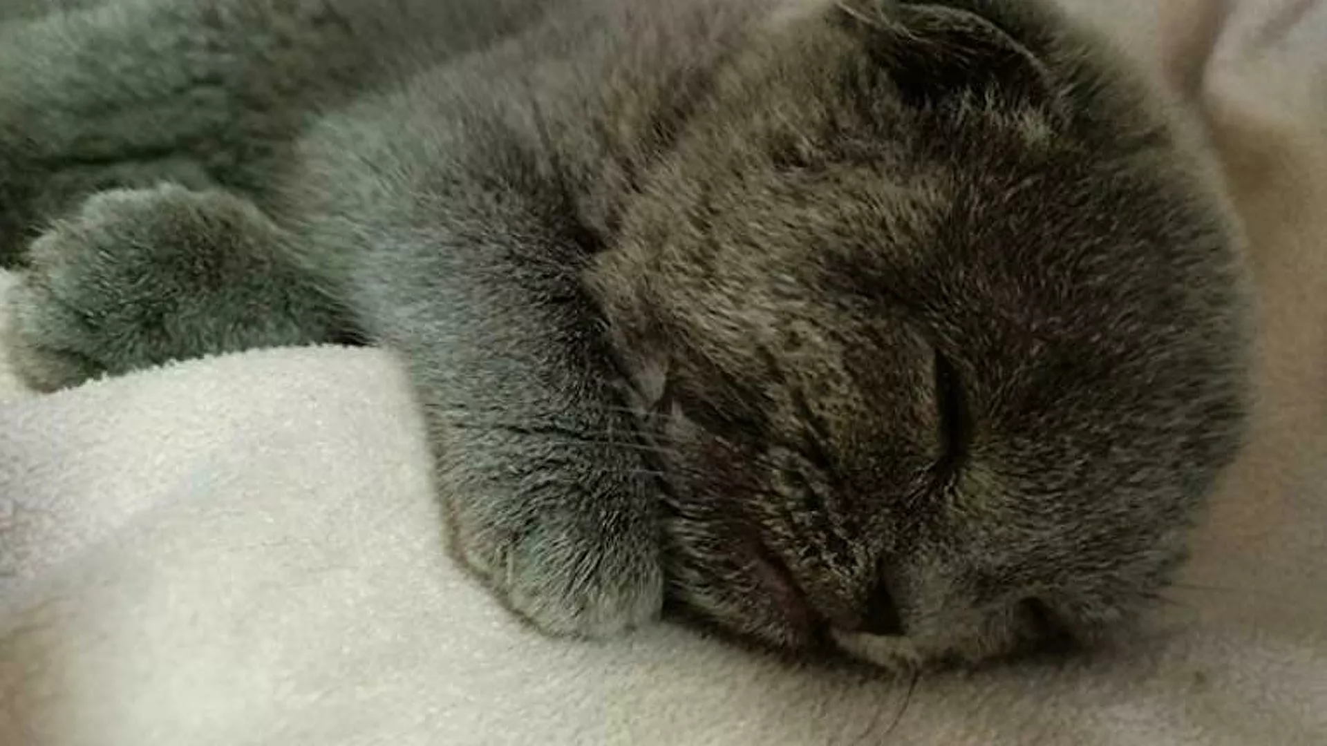 Eşiyle tartışıp kediyi duvara fırlattı