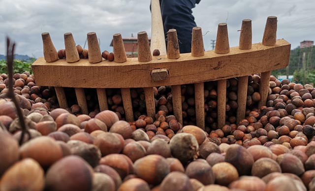 Fındık taban fiyatı 32 TL'ye yükseldi