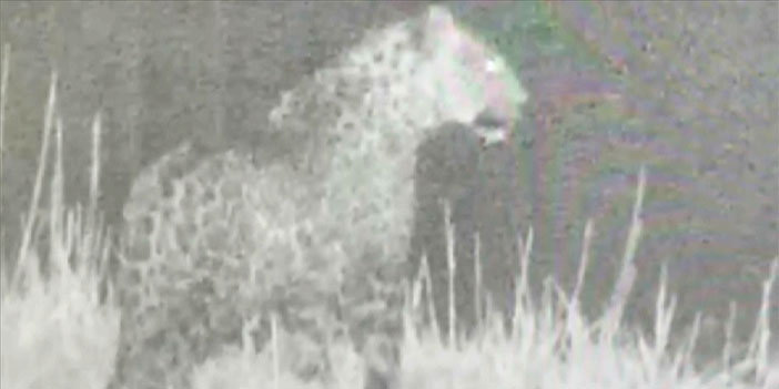 Nesli tükenme tehlikesi altındaki leopar Doğu Anadolu'da görüntülendi