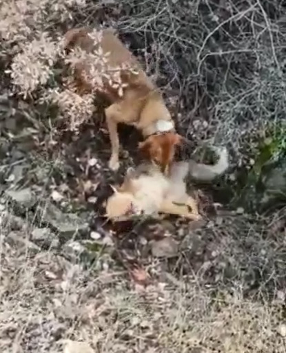 Tilkiyi av köpeğine öldürten kişi gözaltına alındı