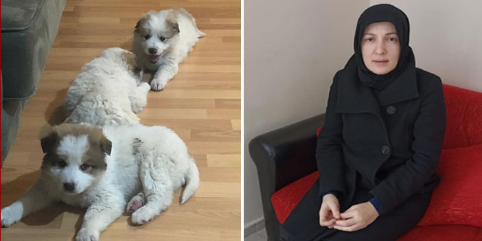 Donma tehlikesi geçiren köpek yavrularına sahip çıktı