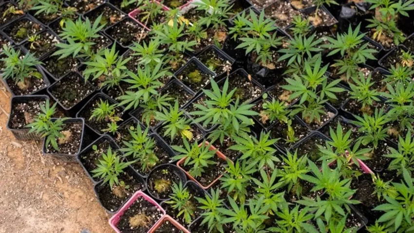 ODTÜ'lü öğretim üyesine uyuşturucudan 22 yıl hapis istemi