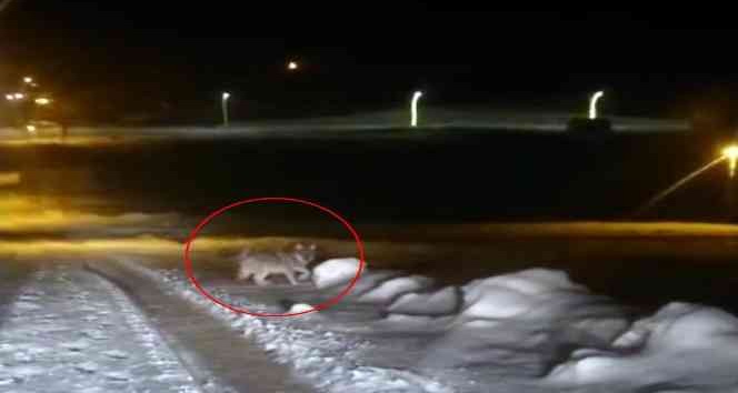 Yüksekova'da aç kalan kurt şehir merkezine indi