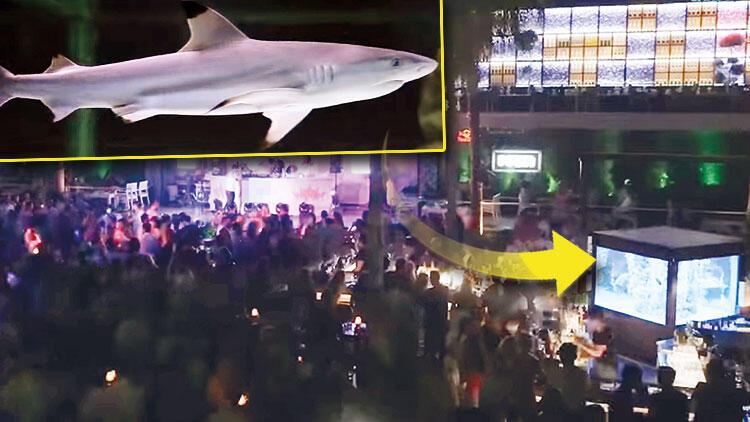 Hayvanseverler harekete geçti: ‘Diskodan çıkarın o köpekbalığını’