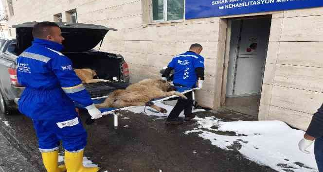 Hakkari'de sokak hayvanlarını kısırlaştırma çalışması