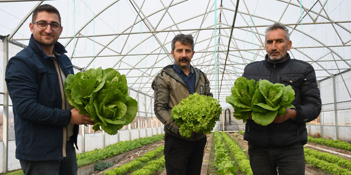 Çukurca’da kış ortasında serada üretim yapılıyor