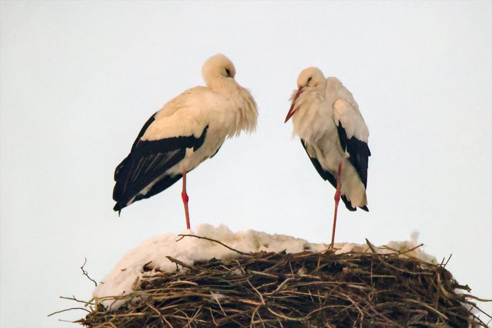 Dondurucu soğuğa rağmen göç etmeyen leyleklere köylüler sahip çıktı