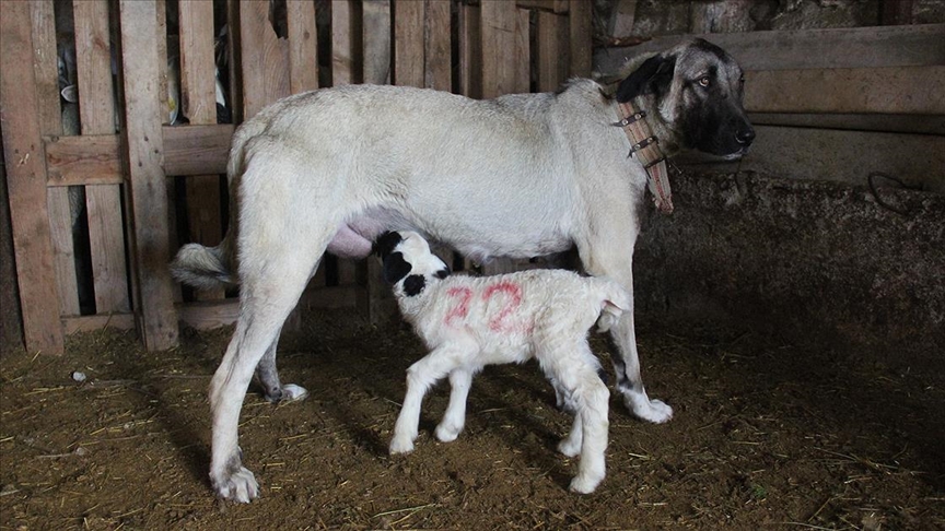 Yavru kuzuyu Kangal köpeği emziriyor