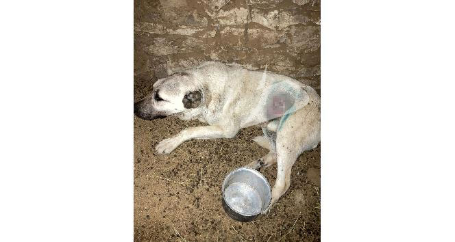Kurdun yaraladığı köpek tedavi edildi