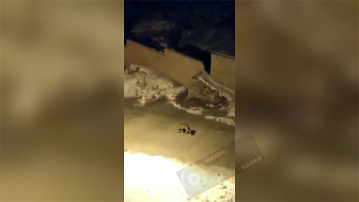 Hakkari'de yiyecek bulamayan kurt şehre indi