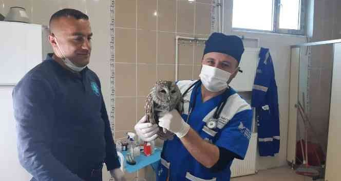 Belediye ekibi yavru baykuşu sağlığına kavuşturdu