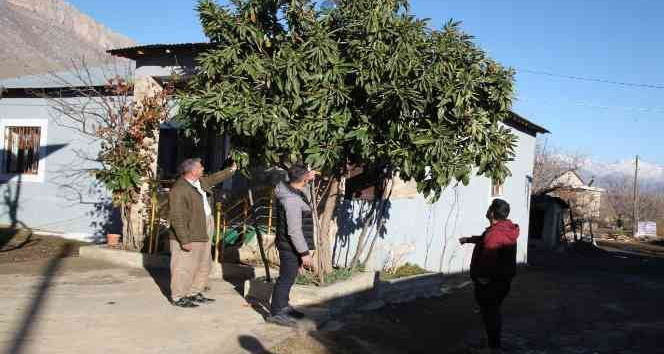 Derecik'te kış günü ağaçlar çiçek açtı