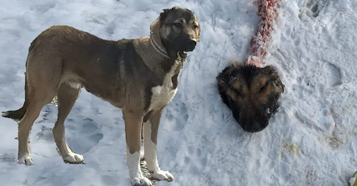 Hakkari'de Şehre inen aç kurtlar köpeği parçaladı