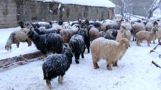Yüksekova'da 14 koyun telef oldu