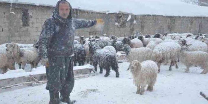 Yüksekova'da ani koyun ölümleri