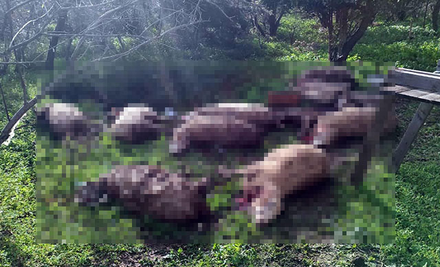 Koyunlarını parçalanmış olarak buldu; civardaki 2 köpeği öldürdü