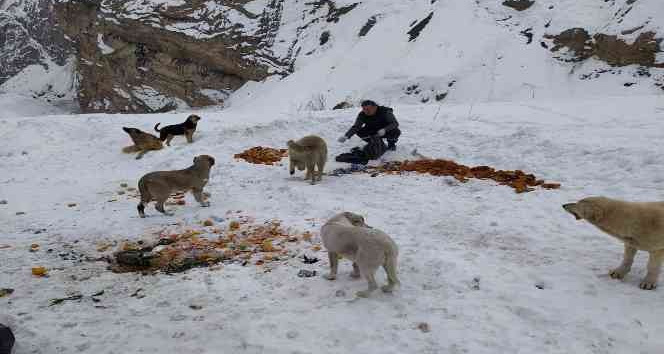 Hakkari'de sokak hayvanları için doğaya yiyecek bırakıldı