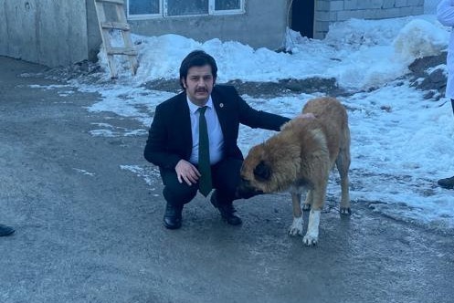 Kasımoğlu, şiddet gören iki köpeği sahiplendi