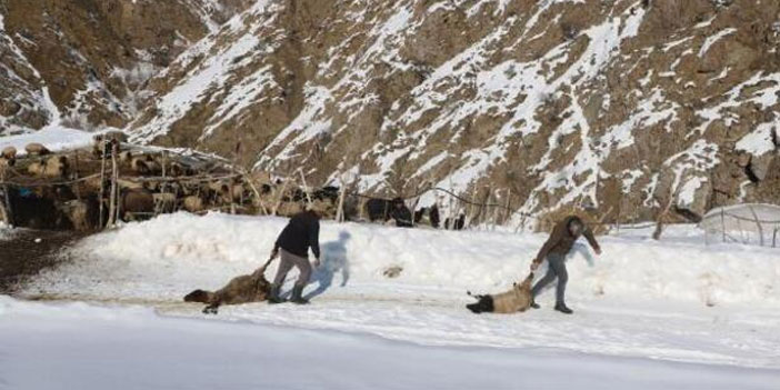 Son bir haftada 20 gebe koyunu öldü