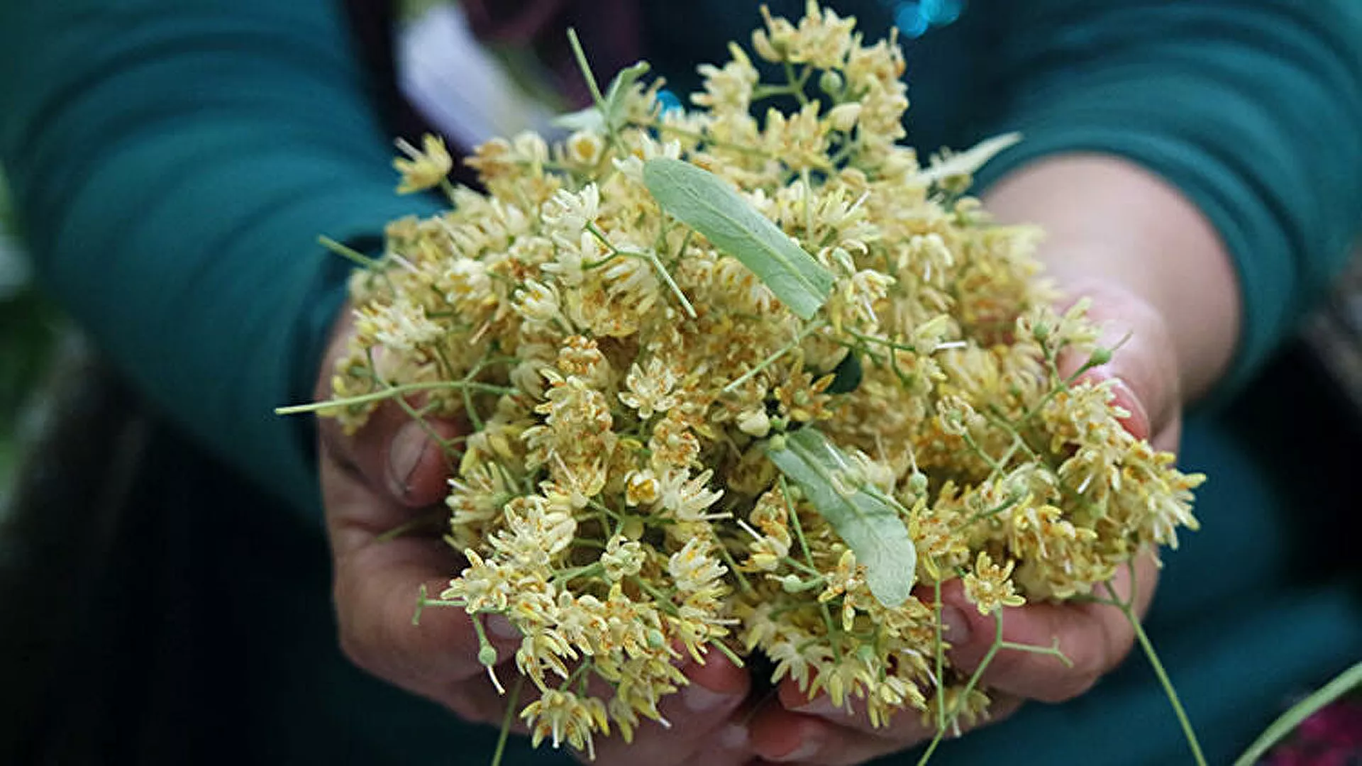 Ihlamurun kilosu 500 liraya yükseldi