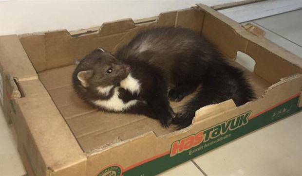 Hakkari'de yaralı bulunan sansar tedaviye alındı