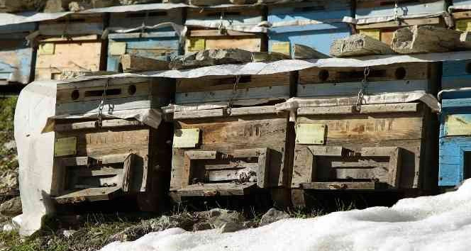 Arılar mevsimi şaşırdı