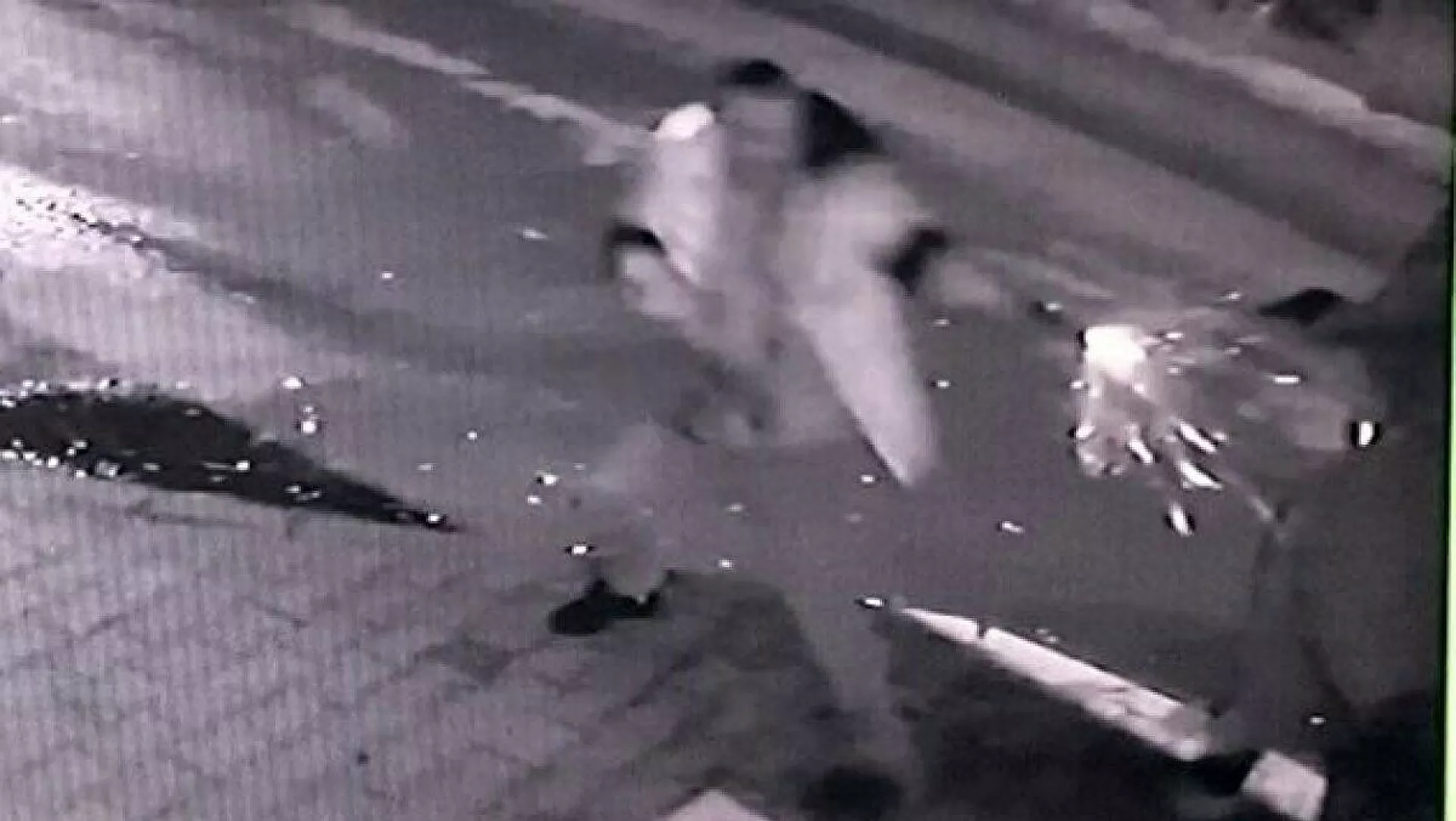 Köpek besleme kavgası