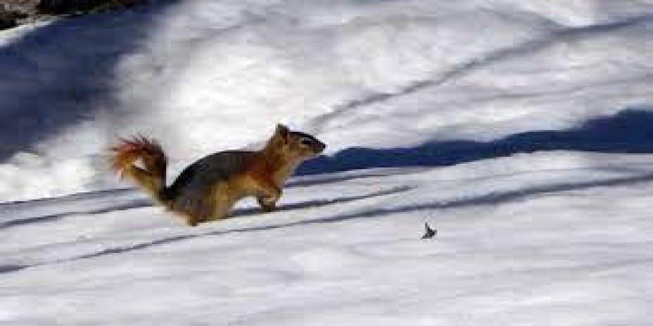 "Sincaplar bu bölgeye renk katıyor"