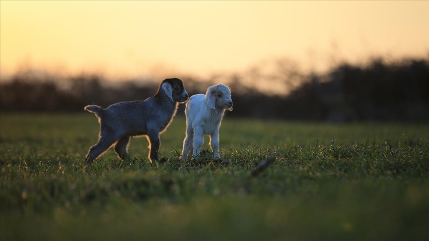Besicilerin tatlı telaşı