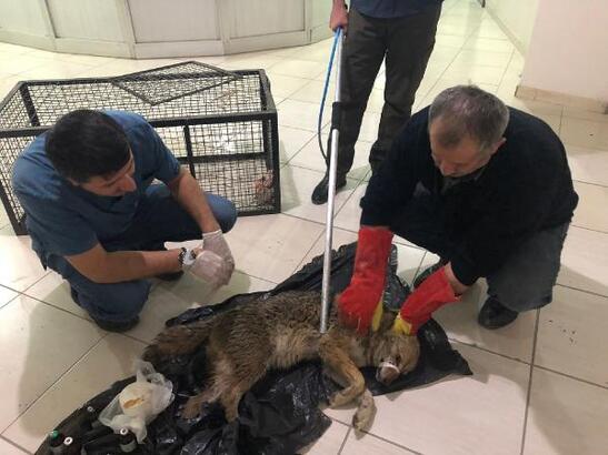 Yol kenarında bulunan yaralı yavru kurt, tedaviye alındı