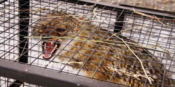 Gezgin öğretmen yaralı kurdu kurtardı