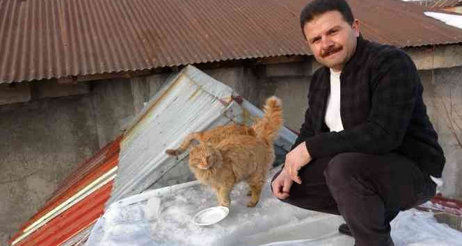 Kediler için çatı üstünde çatılı ev