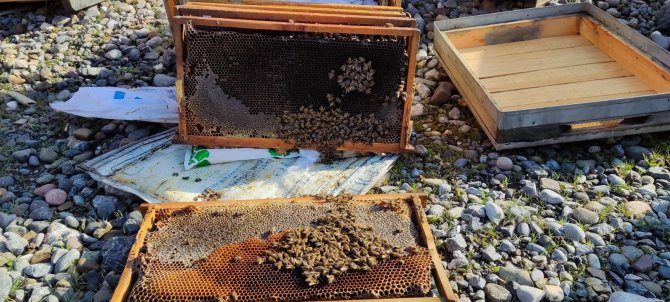 Ayı, Çukurca'da arı kovanlarına saldırdı