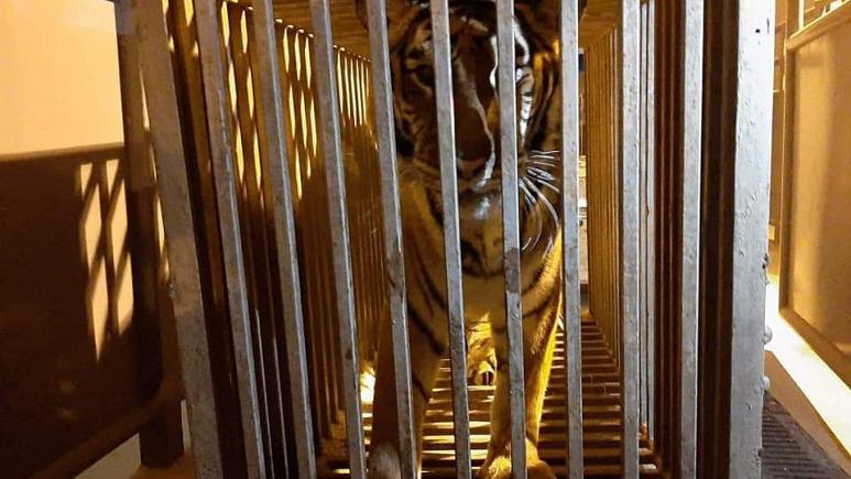 Kiev'de 6 aslan ve 6 kaplan tahliye edildi