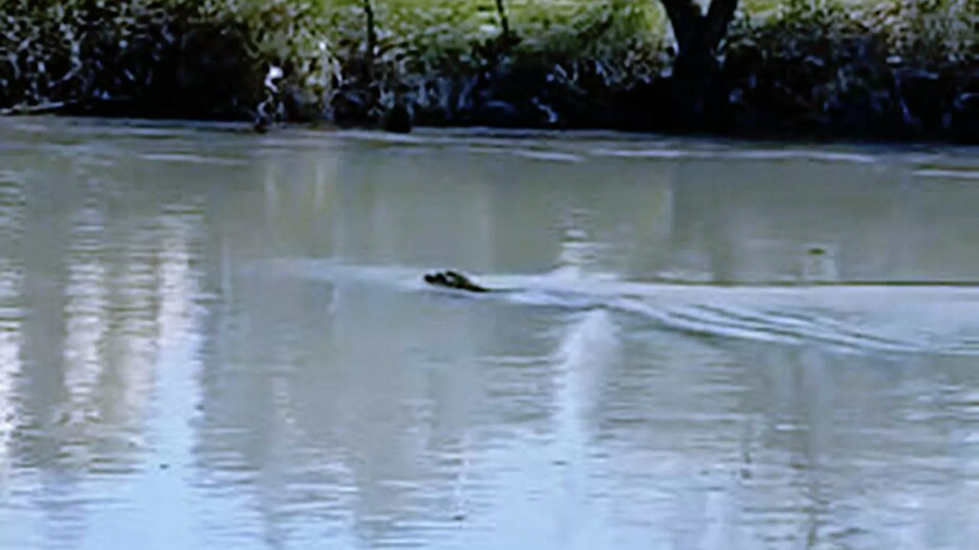 Manavgat Irmağı'nda Akdeniz foku görüldü