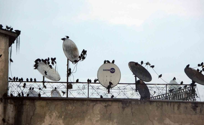 Sığırcık kuşları ilginç görüntüler oluşturdu