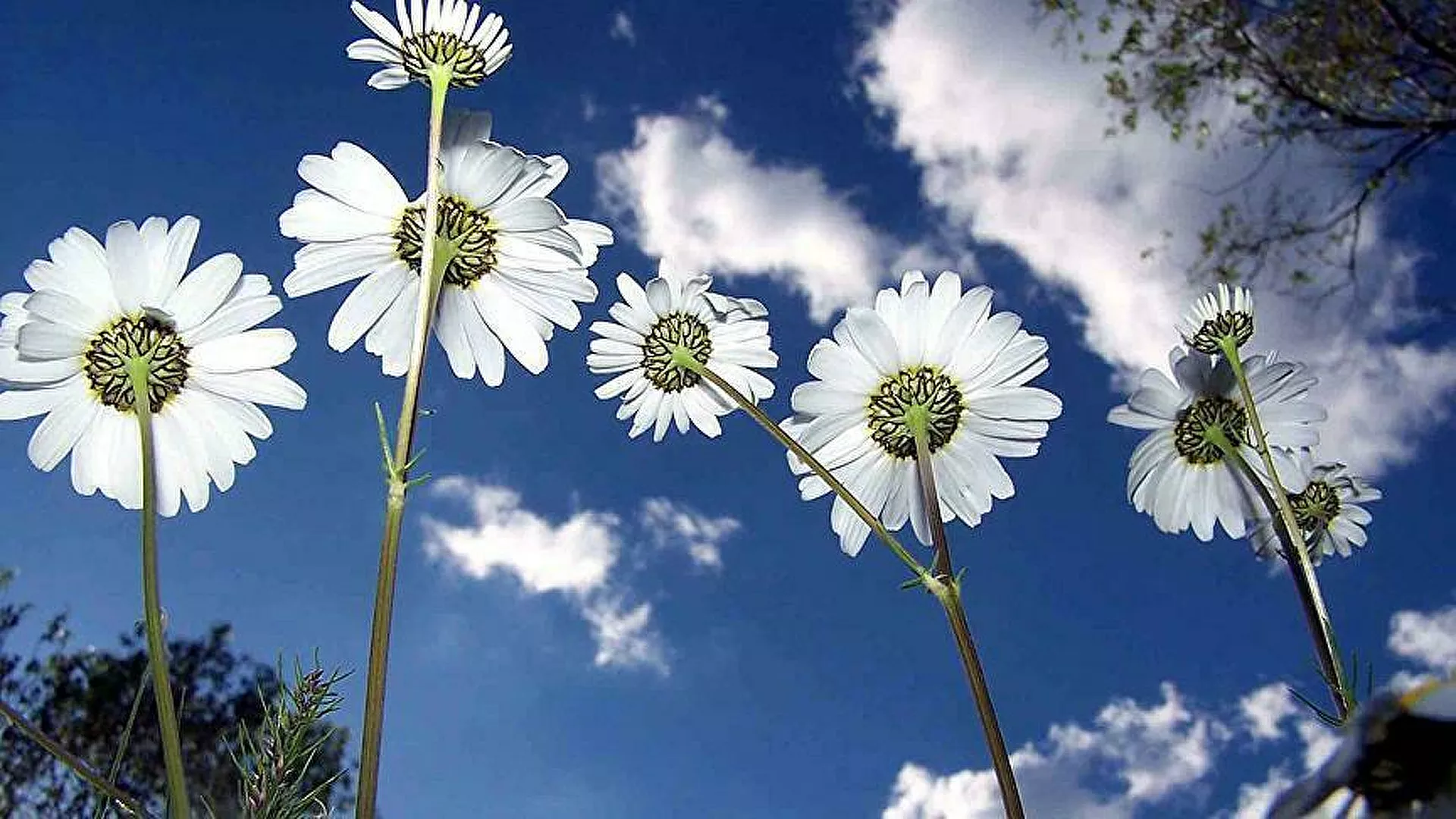 Son cemre toprağa düştü