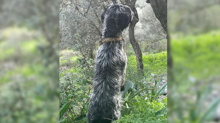 İple boğazından ağaca asılan köpek ölü bulundu