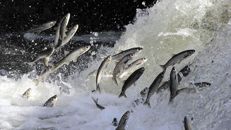 İnci kefalinden bu kez güzel haber